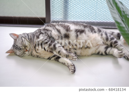 貓在凸窗裡打na 貓在凸窗裡打na 68418134