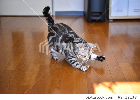 Cat playing with wire 68418138