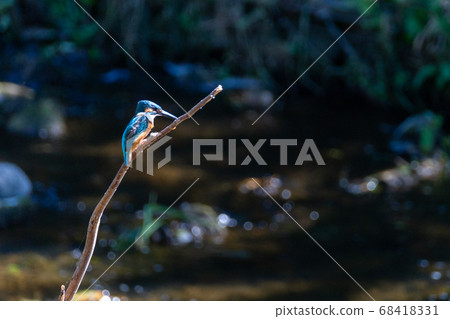 A landscape where Kasemi jumps in a small stream in the summer to catch small fish 68418331
