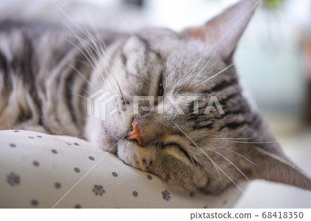 sleepy cat sleepy cat 68418350