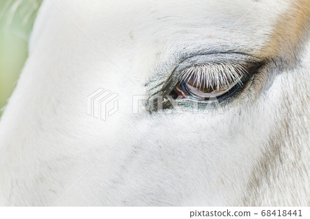 white horse eye 68418441