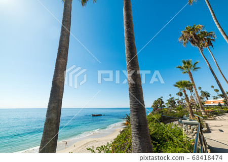 Palm trees in Laguna Beach 68418474