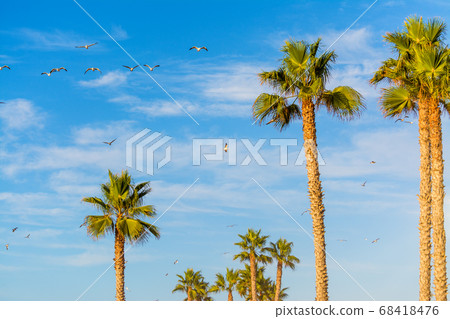 Palm trees and seagulls in San Diego 68418476