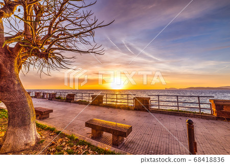 Tree in Alghero seafront 68418836
