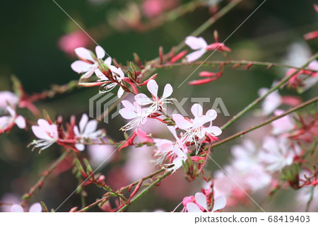 Beautiful swan (white butterfly grass) 68419403