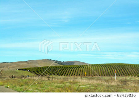Vineyard on a clear day 68419830