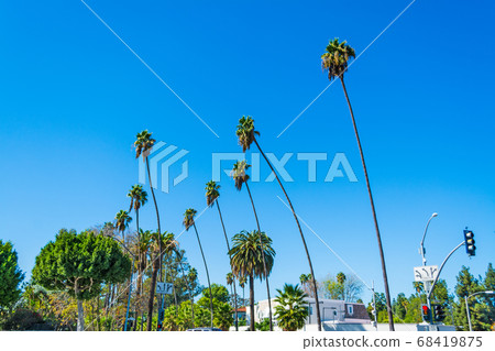 Palm trees in Beverly Hills 68419875