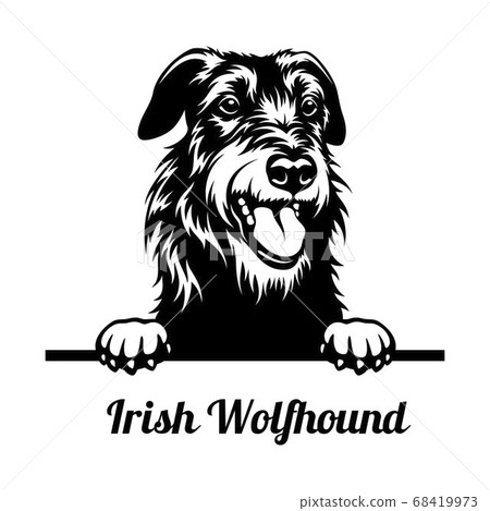 Peeking Dog - Irish Wolfhound breed - head isolated on white 68419973