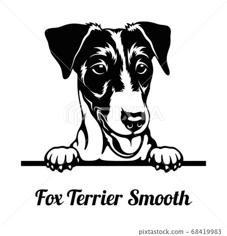 Peeking Dog - Fox Terrier Smooth breed - head isolated on white 68419983