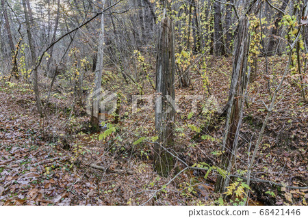 Hiba buried forest Hiba buried forest 68421446