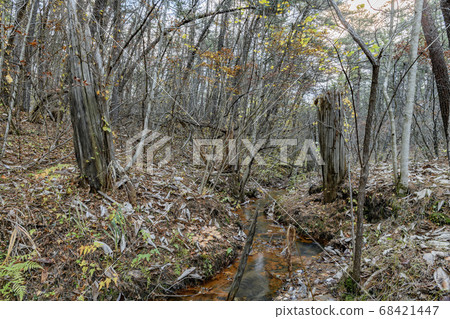 希巴埋森林 68421447