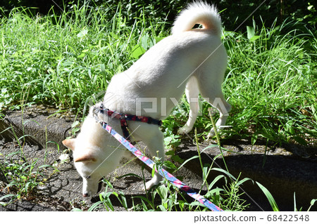 Shiba Inu sniffing concrete 68422548