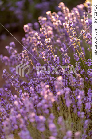 Lavender field. Flowers close-up. Lavender field. Flowers close-up. 68422710