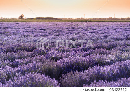 Lavender field at sunset in the Rostov region. Lavender field at sunset in the Rostov region. 68422712