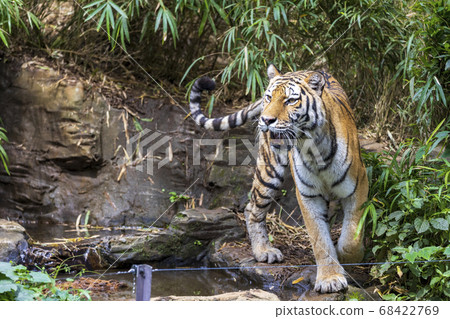 Tama Zoological Park Amur Tiger Tama Zoological Park Amur Tiger 68422769