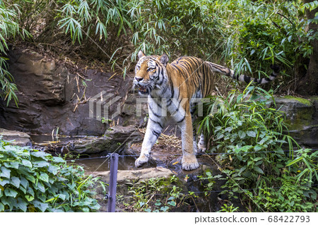 多摩動物公園阿穆爾虎 多摩動物公園阿穆爾虎 68422793