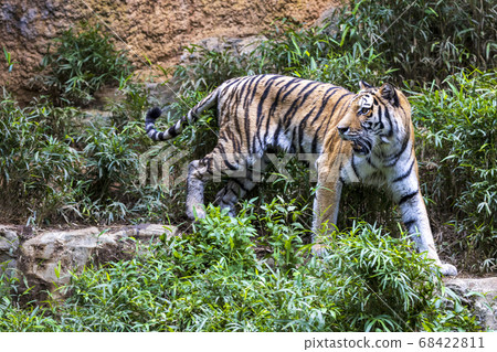 多摩動物公園阿穆爾虎 68422811