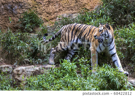 Tama Zoological Park Amur Tiger 68422812