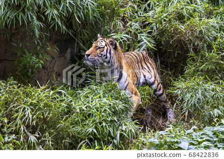 多摩動物公園阿穆爾虎 68422836