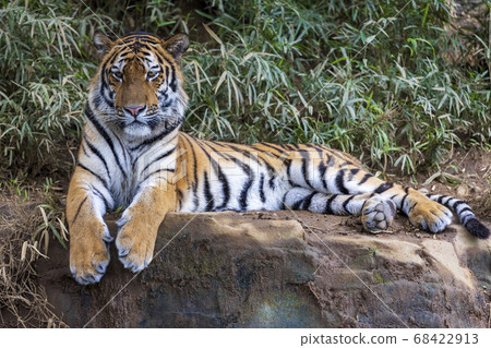 多摩動物公園阿穆爾虎 多摩動物公園阿穆爾虎 68422913