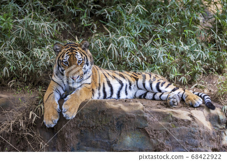 多摩動物公園阿穆爾虎 多摩動物公園阿穆爾虎 68422922