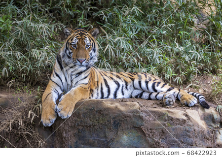 多摩動物公園阿穆爾虎 68422923