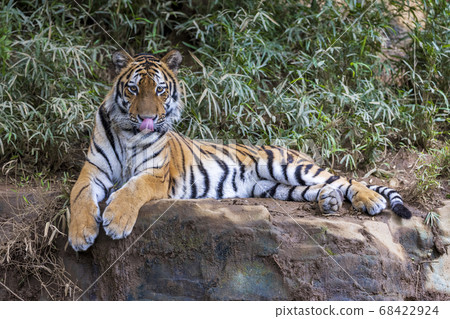 Tama Zoological Park Amur Tiger Tama Zoological Park Amur Tiger 68422924