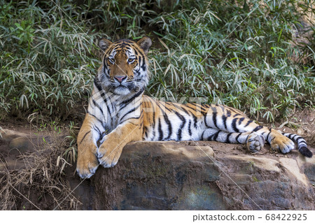 Tama Zoological Park Amur Tiger Tama Zoological Park Amur Tiger 68422925