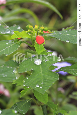 Summer poinsettia shining water drops 68423077