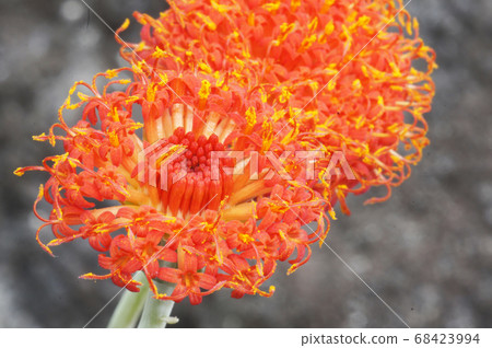 猩紅王冠千里光（非洲） 68423994