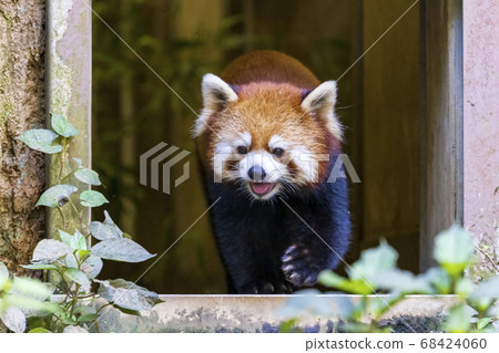 紅熊貓多摩動物園 紅熊貓多摩動物園 68424060