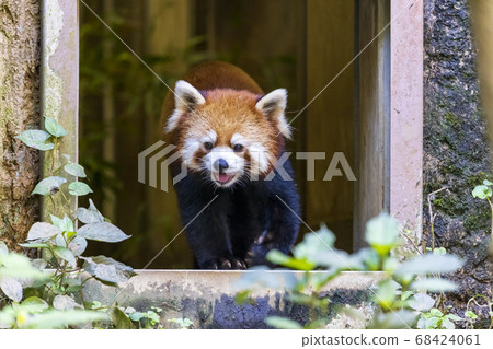 紅熊貓多摩動物園 紅熊貓多摩動物園 68424061
