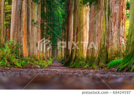Autumn approach to Togakushi Shrine Oku Shrine [Nagano Prefecture] 68424597