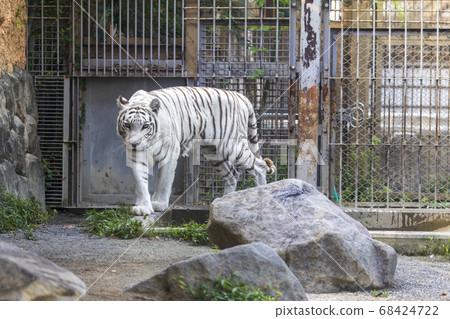 White tiger (white variant of Bengal tiger) White tiger (white variant of Bengal tiger) 68424722