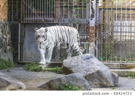 White tiger (white variant of Bengal tiger) White tiger (white variant of Bengal tiger) 68424723