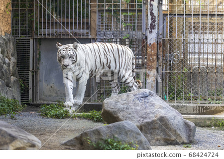White tiger (white variant of Bengal tiger) White tiger (white variant of Bengal tiger) 68424724