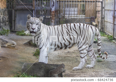 White tiger (white variant of Bengal tiger) White tiger (white variant of Bengal tiger) 68424736