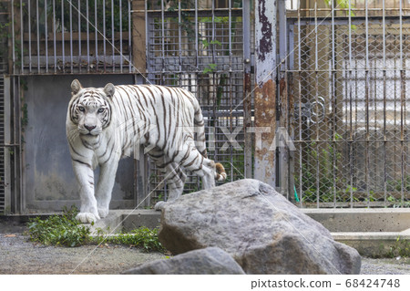White tiger (white variant of Bengal tiger) 68424748