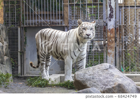 White tiger (white variant of Bengal tiger) 68424749
