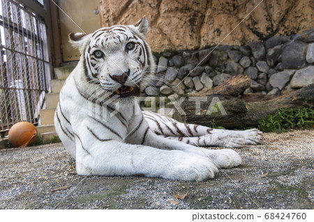 White tiger (white variant of Bengal tiger) 68424760