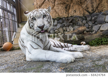 White tiger (white variant of Bengal tiger) 68424764