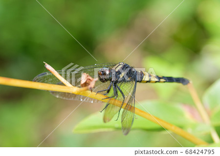 Female wheat dragonfly Female wheat dragonfly 68424795