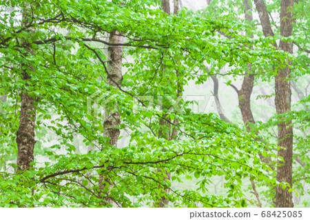 Fresh green eco image 68425085