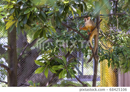 Common squirrel monkey 68425106