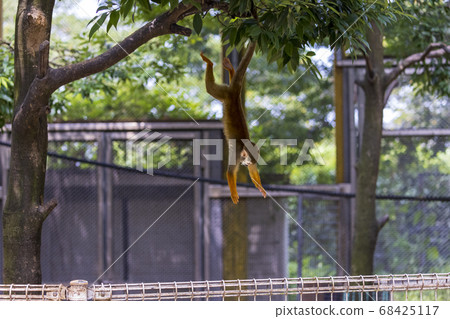 Common squirrel monkey 68425117