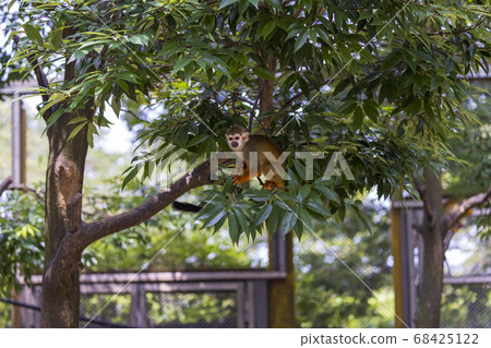 Common squirrel monkey 68425122