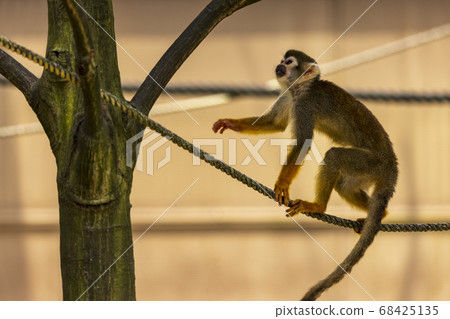 Common squirrel monkey Common squirrel monkey 68425135