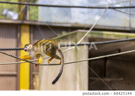 Common squirrel monkey Common squirrel monkey 68425144