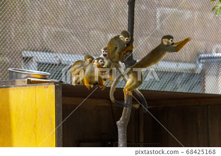Common squirrel monkey Common squirrel monkey 68425168
