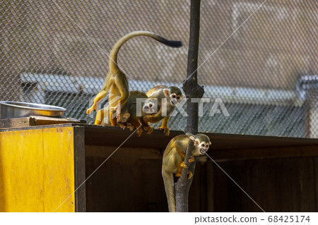 Common squirrel monkey Common squirrel monkey 68425174